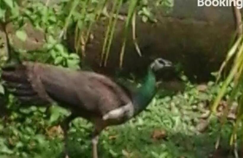 ホテル Himasha Guest