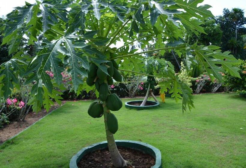 בית מלון כפרי The Hilltop Boosa