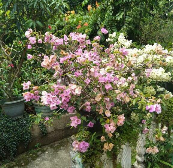 Szálloda Olivia Guest