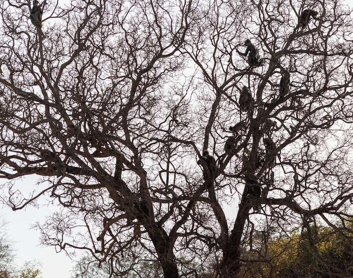 Отель Hilton Yala Resort