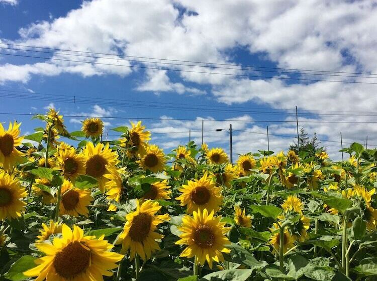 Country Cottage Wakiaiai