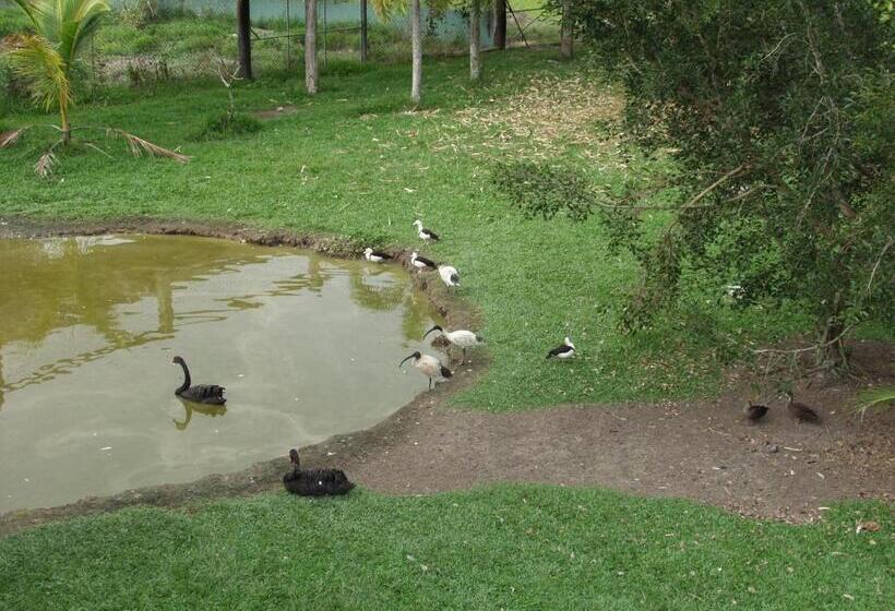 Отель Daintree Wild Bed & Breakfast