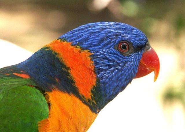 Отель Daintree Wild Bed & Breakfast