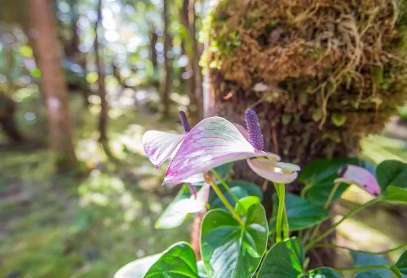 ホテル Hale Mauna Loa
