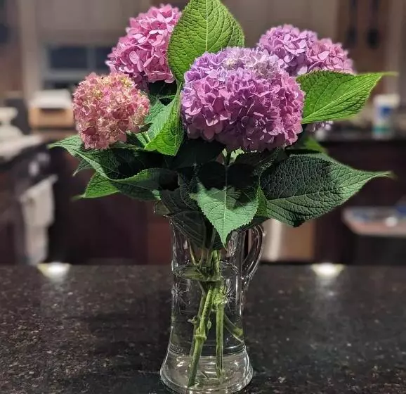 The Vistula Rose B & B