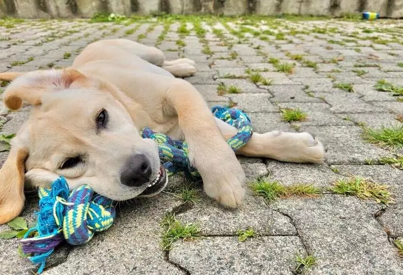 ベッドアンドブレックファースト Les Chambres D Hôtes La Guiberdière