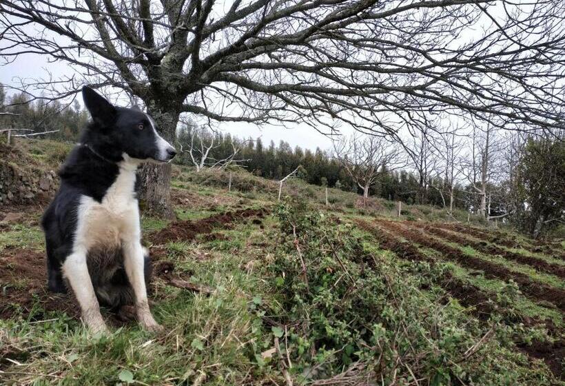 تختخواب و صبحانه Montalma