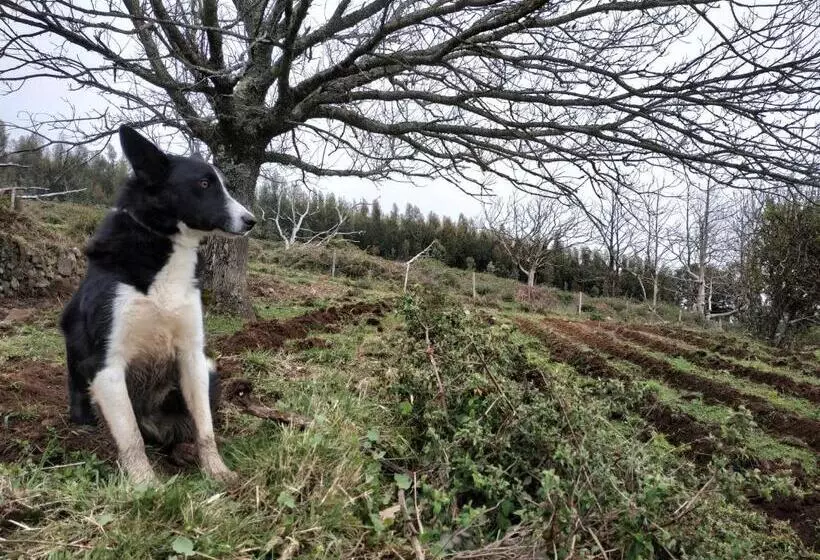 ベッドアンドブレックファースト Montalma