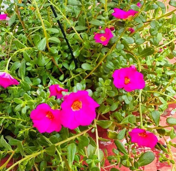 Hostel Das Flores