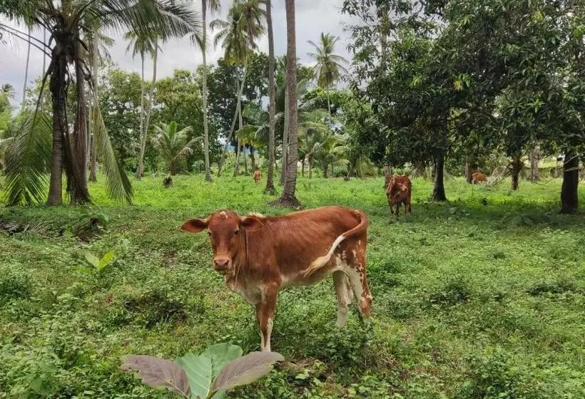 Hotelli Rivendell Twisted Tree