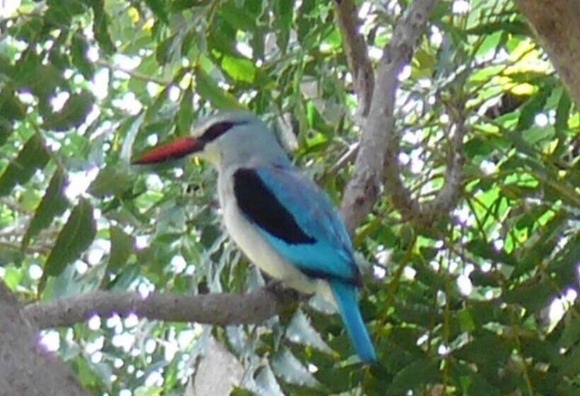 Пансион The Orchid Guesthouse