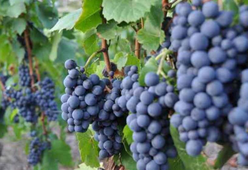 צימר Plaisir Des Sens