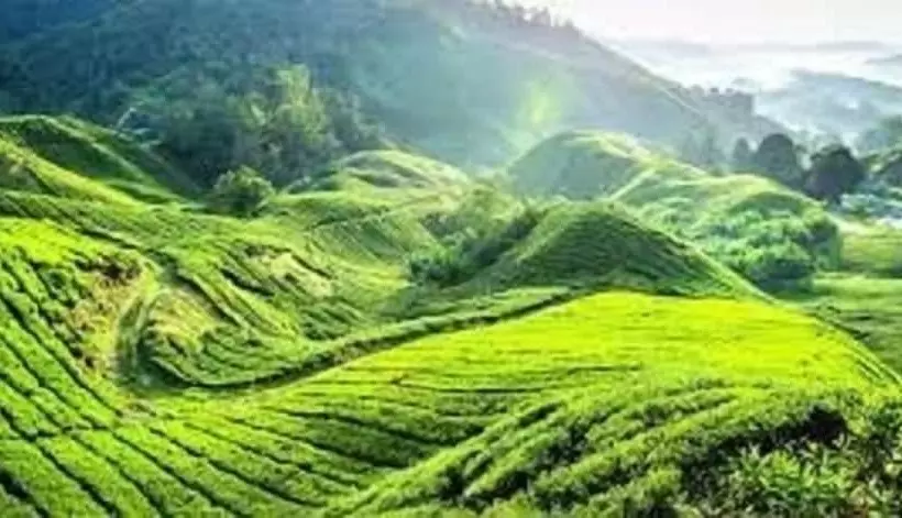 ホテル Cameron Kea Farm