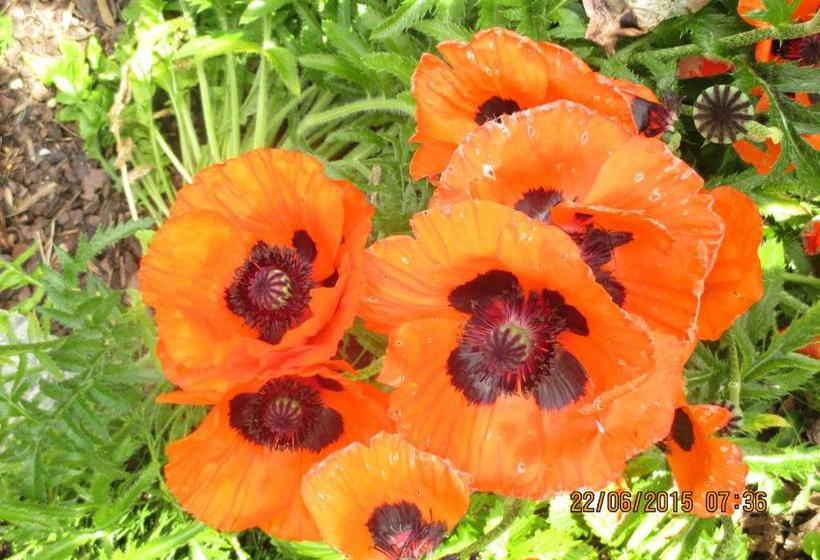 호텔 Pension Mitterer