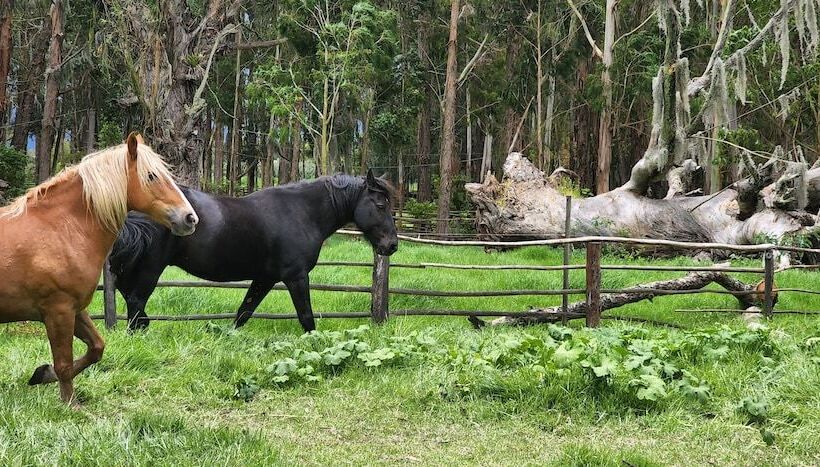 민박 Hacienda Suescun