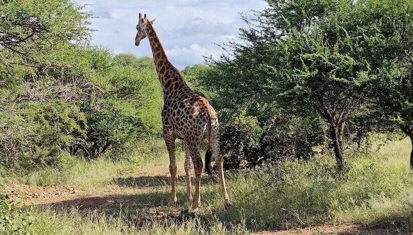 فندق Thandolwami Bush Lodge & Spa