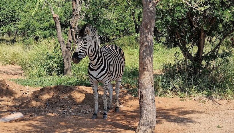 فندق Thandolwami Bush Lodge & Spa