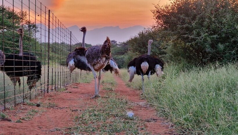 فندق Thandolwami Bush Lodge & Spa