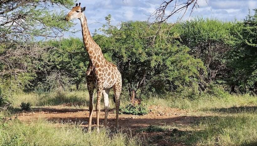 فندق Thandolwami Bush Lodge & Spa