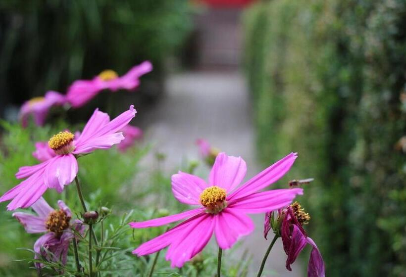 צימר De Tuinkamer