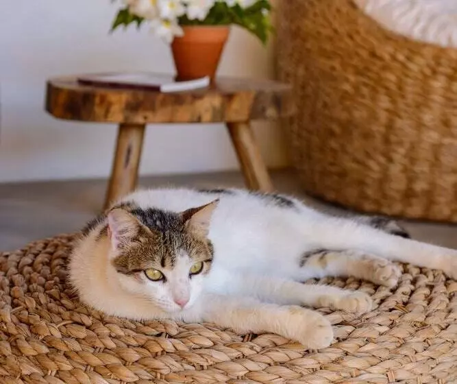 簡易ホテル Pousada Nossa Casa