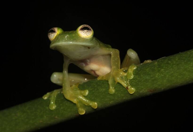 בית מלון כפרי Konsenda San Blas