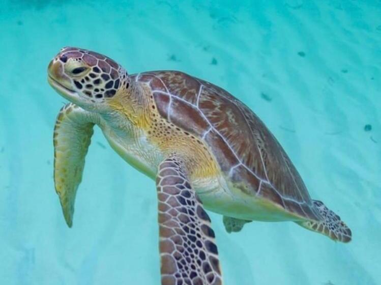 Alicra Hotel çıralı