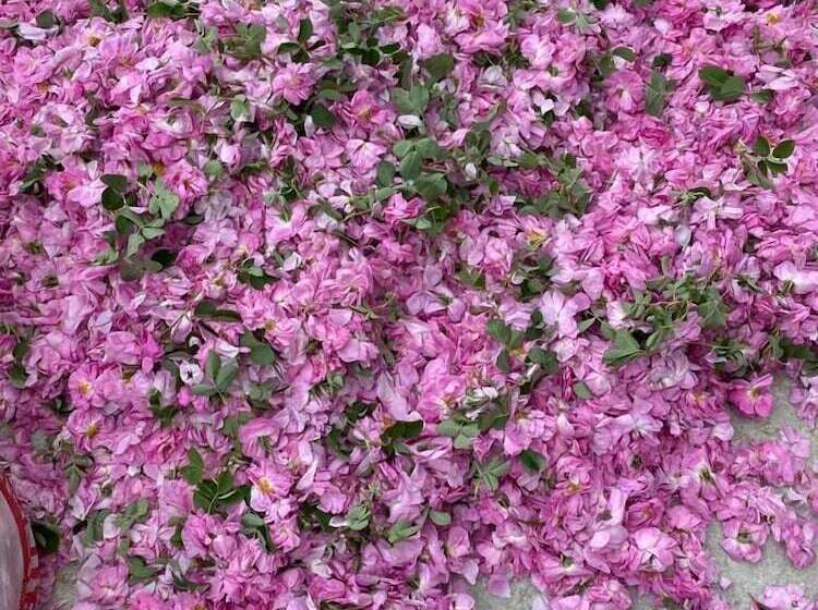 La Vie En Rose Otel By Söğütdağı