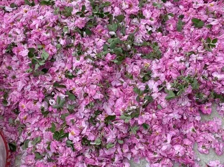 La Vie En Rose Otel By Söğütdağı