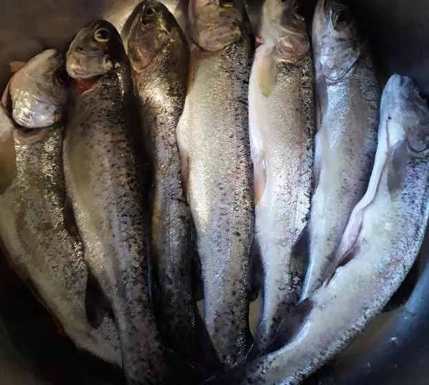 Majatalo заграйка