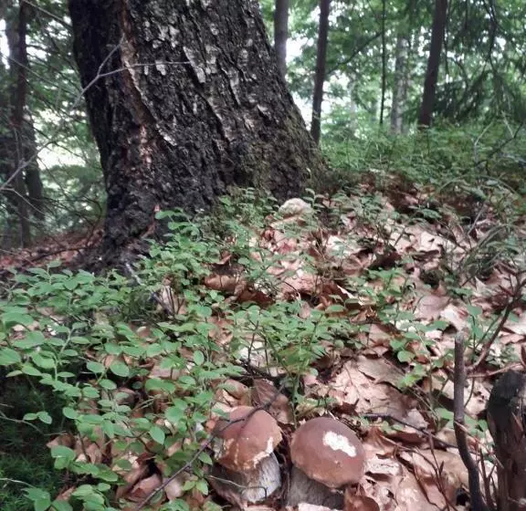 Majatalo заграйка