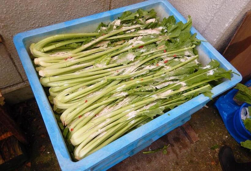 پانسیون Togoro