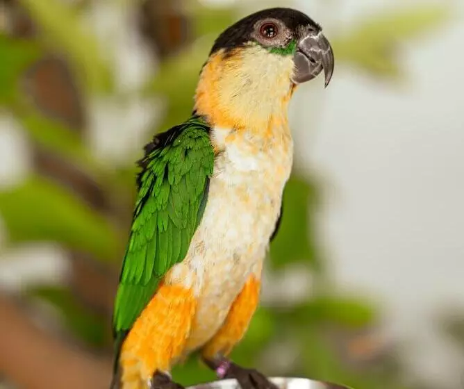 پانسیون Holiday Crib