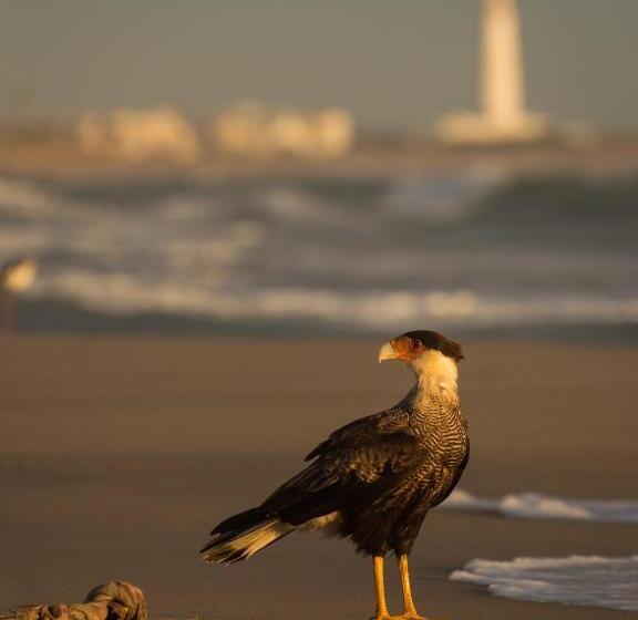 Pension Las Palmas Beach Hostel