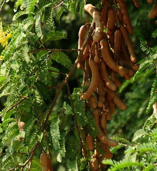 ペンション Sai Sneh Holidays Cottage