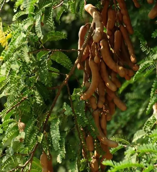 Majatalo Sai Sneh Holidays Cottage