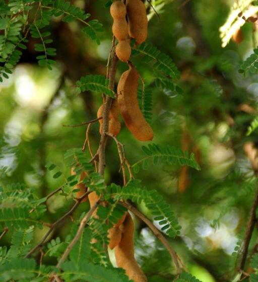 ペンション Sai Sneh Holidays Cottage