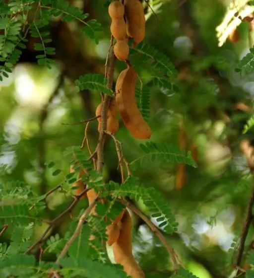 Majatalo Sai Sneh Holidays Cottage