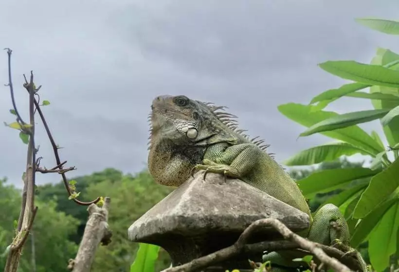 ユースホステル Iguana Beach House