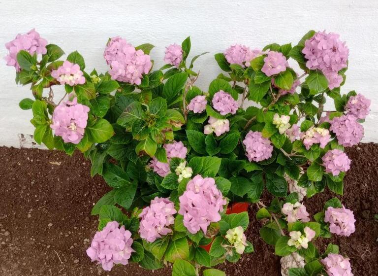 Hotel Sierras Del Alto