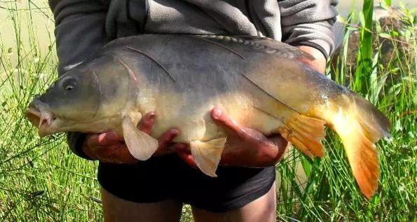 Aamiaismajoitus (B&B) Le Domaine De La Vergnolle