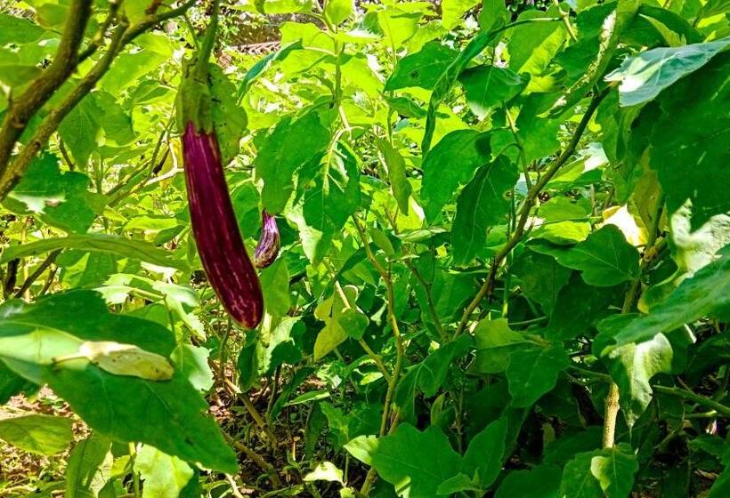 Ceylon Amigos Eco Resort