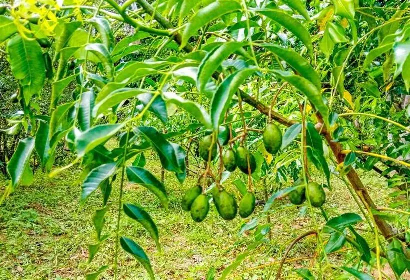 Ceylon Amigos Eco Resort