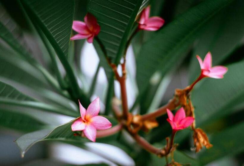 Pension Casa De Dona Rosa