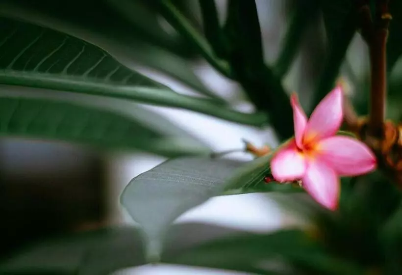 ペンション Casa De Dona Rosa