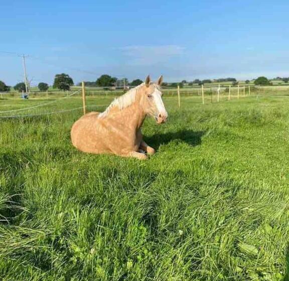 ペンション Wellbet Farm