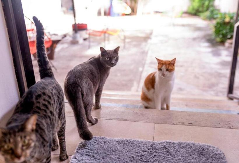 Majatalo Hostal Casa Cucu   Wifi, Hot Water, Ac, Free Water Refill   Stay 3 Nights Or More And Get 1 Day Free