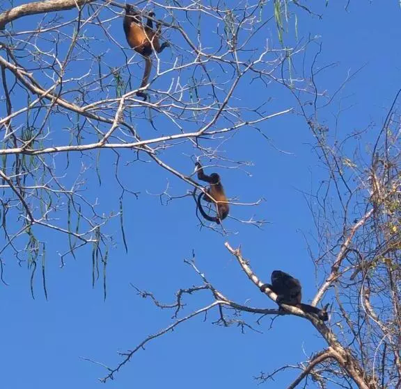 ホテル Cabañas El Robalero Pedasí