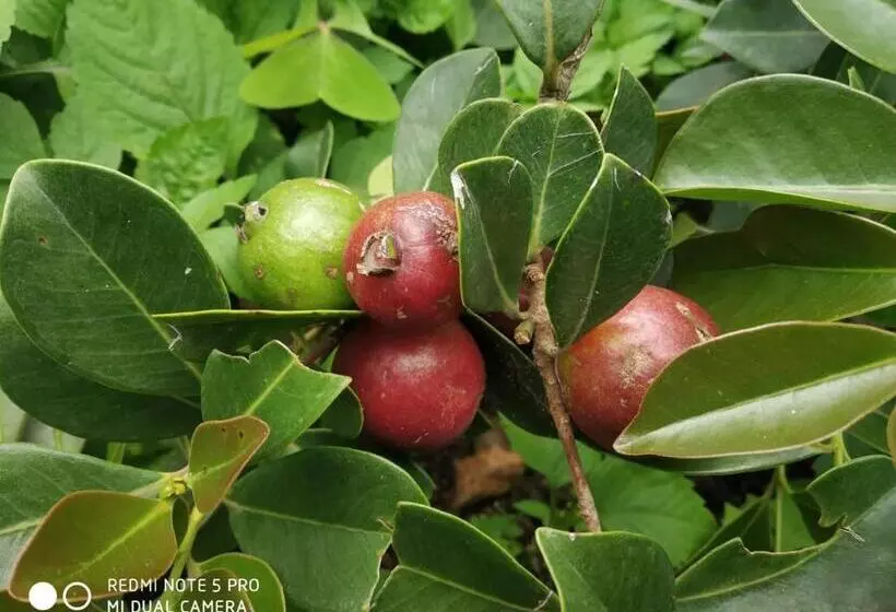 Cleveland Resorts Kanthalloor