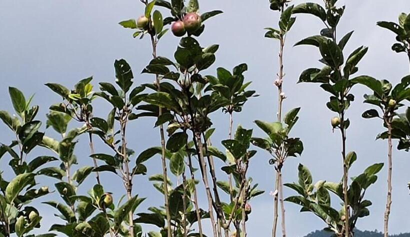 Cleveland Resorts Kanthalloor